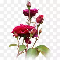 �ʻ�����-�ʻ�-������