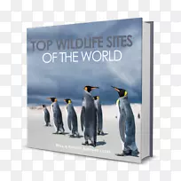 世界顶级野生动物景点野生动物摄影豹子-空若网 世界顶级野生动物景点野生动物摄影豹子-空若网