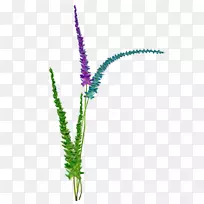 开花植物茎水族花-空若网 开花植物茎水族花-空若网