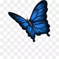 帝王蝴蝶,毛茸茸的蝴蝶,旧世界的燕尾昆虫-蝴蝶-空若网 帝王蝴蝶,毛茸茸的蝴蝶,旧世界的燕尾昆虫-蝴蝶-空若网