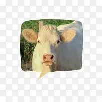 牛的动物群-小牛-空若网 牛的动物群-小牛-空若网