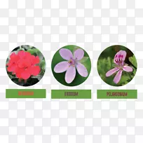 �������ÿ�����õ�����򿪻�ֲ��õ��-������