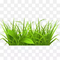 剪贴画-草丛-空若网 剪贴画-草丛-空若网