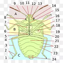 昆虫同翅目床虫人体解剖昆虫-空若网 昆虫同翅目床虫人体解剖昆虫-空若网