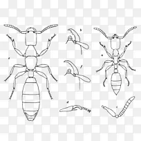 鳞翅目昆虫-空若网 鳞翅目昆虫-空若网