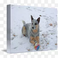 澳大利亚牛狗-马尾狗-牧羊犬-空若网 澳大利亚牛狗-马尾狗-牧羊犬-空若网