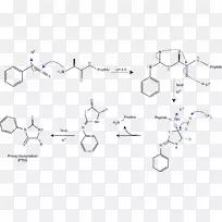 Edman降解蛋白测序氨基酸木瓜蛋白酶-空若网 Edman降解蛋白测序氨基酸木瓜蛋白酶-空若网