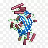 CD 36蛋白SCARB 2细胞转化生长因子β-糖蛋白-空若网 CD 36蛋白SCARB 2细胞转化生长因子β-糖蛋白-空若网