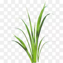 甜草柠檬草植物茎叶水族馆草叶片-空若网 甜草柠檬草植物茎叶水族馆草叶片-空若网