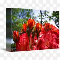 花卉图案切花郁金香玫瑰印花-空若网 花卉图案切花郁金香玫瑰印花-空若网