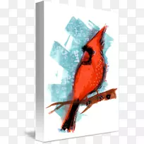 羽毛喙红衣主教-空若网 羽毛喙红衣主教-空若网