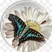 帝王蝴蝶赤道银币蝴蝶-空若网 帝王蝴蝶赤道银币蝴蝶-空若网