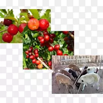 巴巴多斯樱桃热带水果抗坏血酸常见娱乐中心-空若网 巴巴多斯樱桃热带水果抗坏血酸常见娱乐中心-空若网