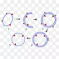 细胞浆假说细胞膜科学-空若网 细胞浆假说细胞膜科学-空若网