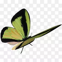 蝶蛾蝶-空若网 蝶蛾蝶-空若网