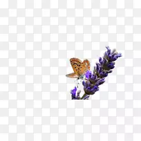 英国薰衣草法国薰衣草昆虫-空若网 英国薰衣草法国薰衣草昆虫-空若网