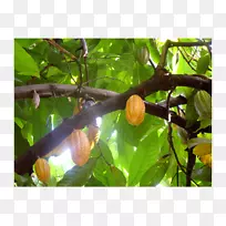 果树-空若网 果树-空若网