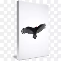 鹰嘴鹰-空若网 鹰嘴鹰-空若网