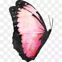 蝴蝶水彩画-蝴蝶-空若网 蝴蝶水彩画-蝴蝶-空若网