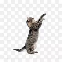 猫,老鼠,狗,玩具,宠物-可爱的猫-空若网 猫,老鼠,狗,玩具,宠物-可爱的猫-空若网