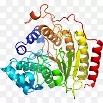 slc3a2cd98膜转运蛋白溶质载体家族-空若网 slc3a2cd98膜转运蛋白溶质载体家族-空若网