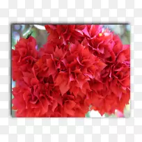 杜鹃花花型切花-空若网 杜鹃花花型切花-空若网