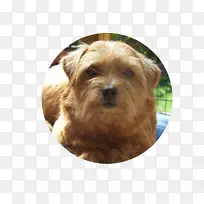 诺维奇猎犬,诺福克猎犬,澳大利亚格伦,丝绸猎犬-诺福克猎犬-空若网 诺维奇猎犬,诺福克猎犬,澳大利亚格伦,丝绸猎犬-诺福克猎犬-空若网