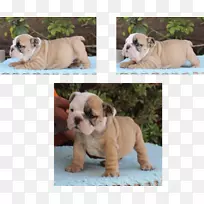 �ӹȶ�ţȮ��߶�ţȮ��Ӣ����ţȮ�Ĵ����Ƕ�ţȮ������-������