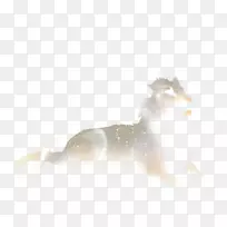 狗桌面壁纸鼻子狗-空若网 狗桌面壁纸鼻子狗-空若网