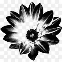 白花植物对称-空若网 白花植物对称-空若网