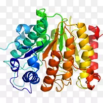 蔬菜有机体剪贴画-蔬菜-空若网 蔬菜有机体剪贴画-蔬菜-空若网