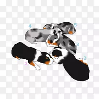 小狗猎犬山犬繁殖澳大利亚牧羊犬骑士国王查尔斯猎犬-澳大利亚牧羊犬小狗-空若网 小狗猎犬山犬繁殖澳大利亚牧羊犬骑士国王查尔斯猎犬-澳大利亚牧羊犬小狗-空若网