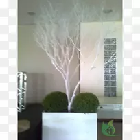 花盆玻璃室内植物玻璃-空若网 花盆玻璃室内植物玻璃-空若网