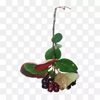 ƻ����������-ƻ��Ҷ֦-������