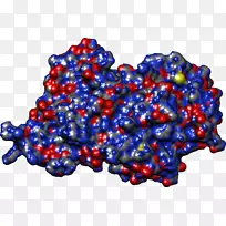 珠尖-空若网 珠尖-空若网