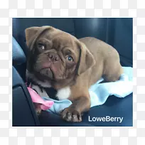 ��߶�ţȮ��Ӣ����ţȮ��С�����Ĵ����Ƕ�ţȮ�������ض�ţȮ��ţͷȮ-С��-������