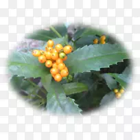 水果-博诺-空若网 水果-博诺-空若网