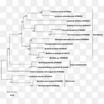 系统发育树担子菌Russulaceae Lax库文献-系统发育树-空若网 系统发育树担子菌Russulaceae Lax库文献-系统发育树-空若网