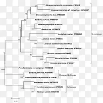 系统发育树分类图系统发育树-空若网 系统发育树分类图系统发育树-空若网