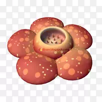 食物-空若网 食物-空若网