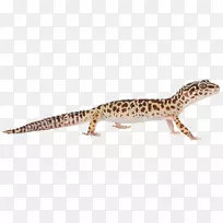 �ڻ�����Ⱥ½������Ұ������-����-������