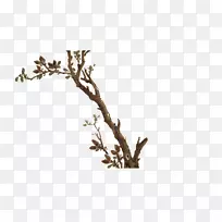 ��͢����ɺˮ���񻭻�����֦-������