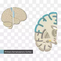 多极神经元中枢神经系统脑-脑-空若网 多极神经元中枢神经系统脑-脑-空若网