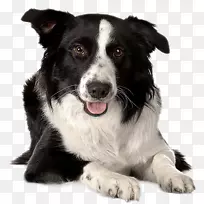边境牧羊犬,粗野牧羊犬,旧英国牧羊犬,澳大利亚牧羊犬-小狗-空若网 边境牧羊犬,粗野牧羊犬,旧英国牧羊犬,澳大利亚牧羊犬-小狗-空若网