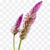 紫色谷歌图片-紫色薰衣草-空若网 紫色谷歌图片-紫色薰衣草-空若网