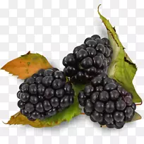[ҽ]��ݮ-��ɣ��(Blackberry Auglis Rubus Ulmifolius)-������