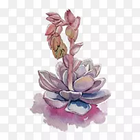 肉质植物紫肉质-空若网 肉质植物紫肉质-空若网