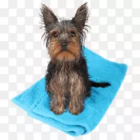 摄影版税-免费狗-空若网 摄影版税-免费狗-空若网