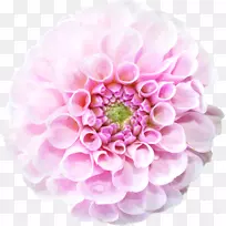 切花花瓣板-空若网 切花花瓣板-空若网