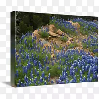 Ó¢¹úÞ¹Ò²ݻ¨Ô°²ÝµéÉú̬ϵͳҰ»¨-¿ÕÈôÍø Ó¢¹úÞ¹Ò²ݻ¨Ô°²ÝµéÉú̬ϵͳҰ»¨-¿ÕÈôÍø